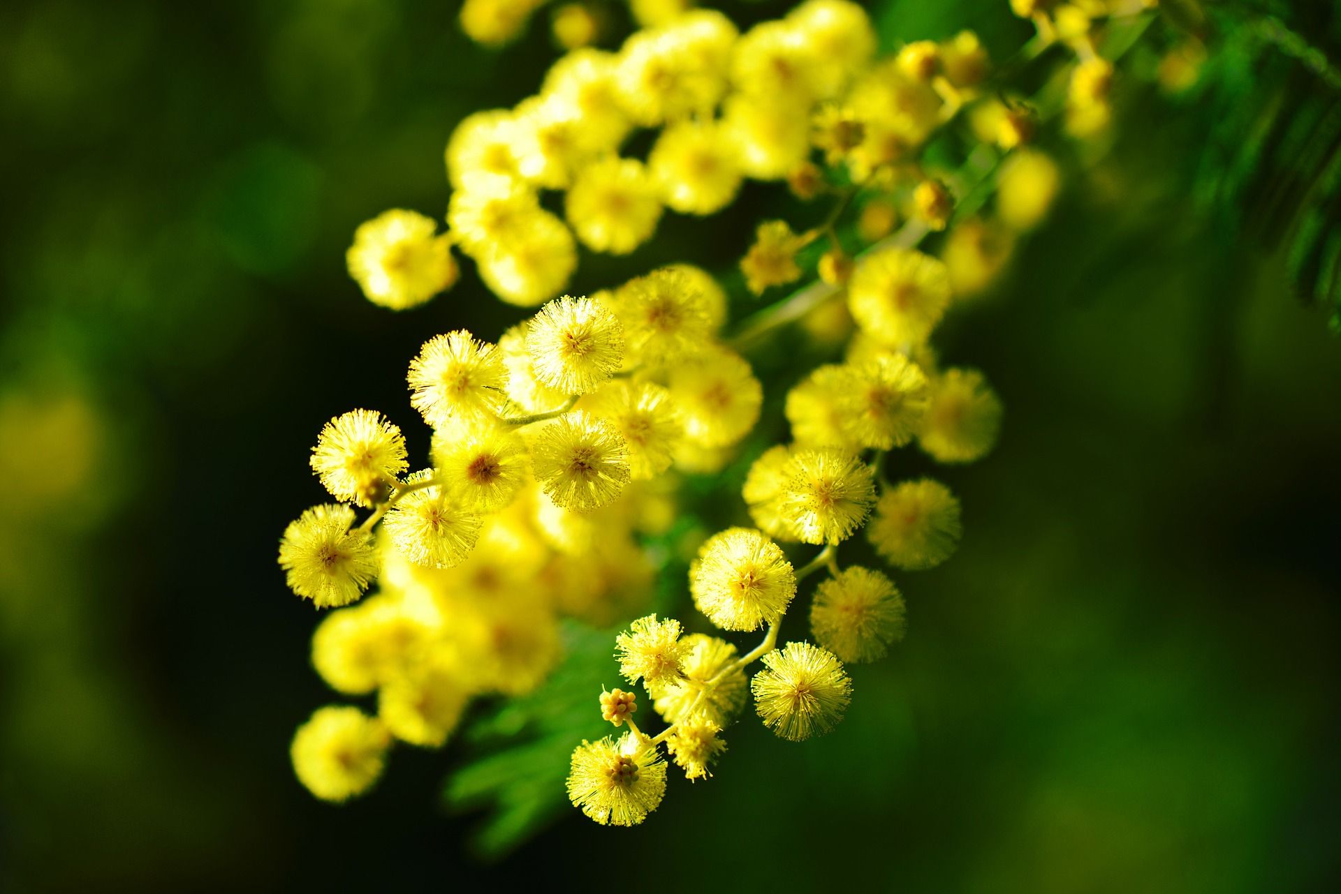 Perché si regala la mimosa e altre curiosità sulla festa della donna