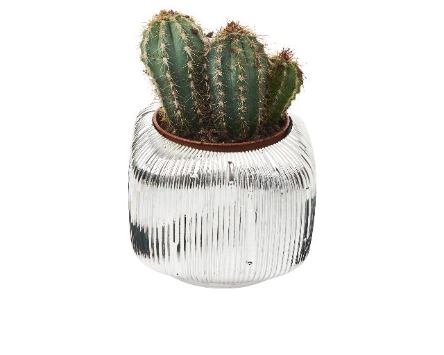Vase with plant square