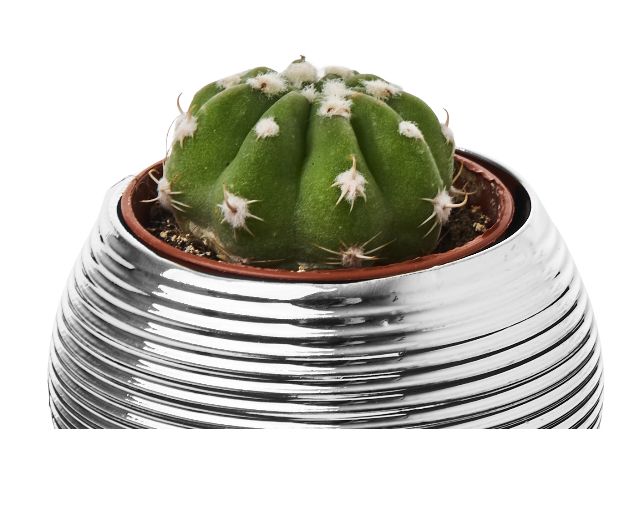 Vasetto Con Piantina City Selezione Zanolli