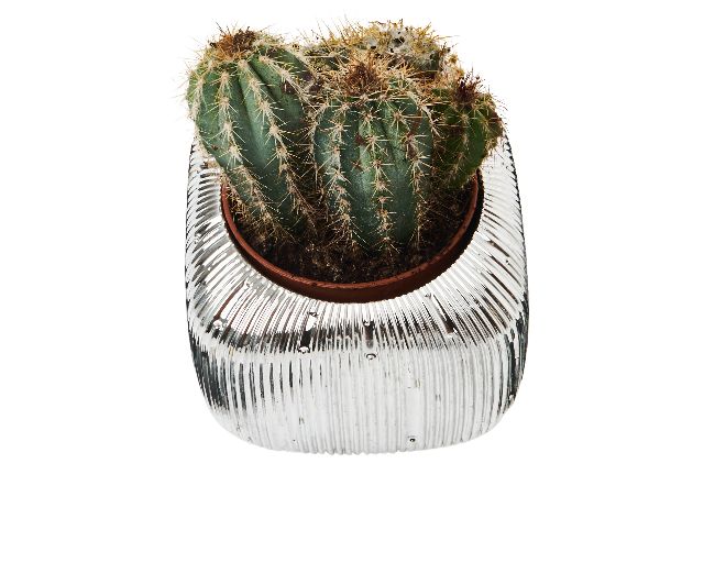 Vase With Plant Square Selezione Zanolli