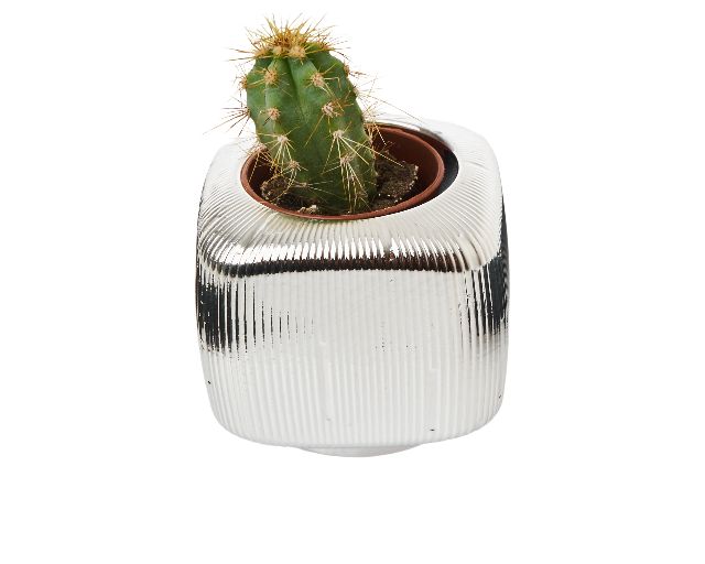 Vase with plant square