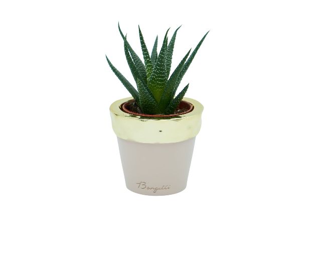 Vase with plant blush and gold