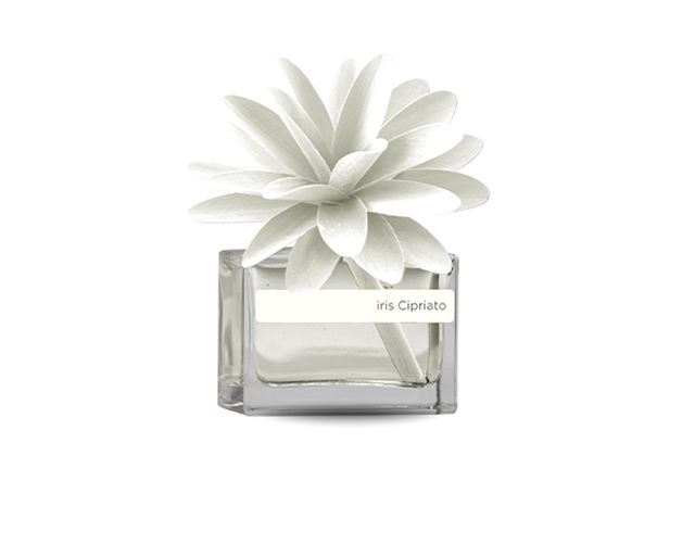Fragrance diffuser flower iris chypre