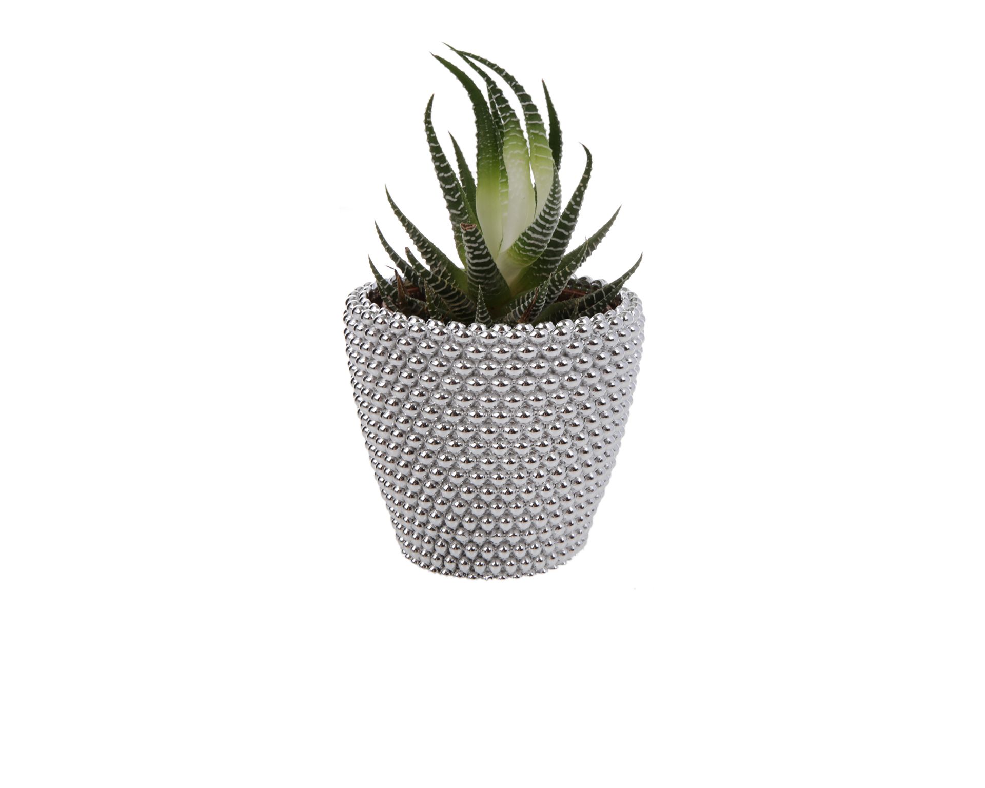 Vasetto Con Piantina Con Decorazione Pallini Selezione Zanolli 156521 890me1571