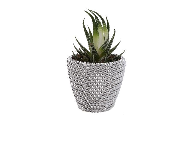 Vasetto con piantina con decorazione pallini