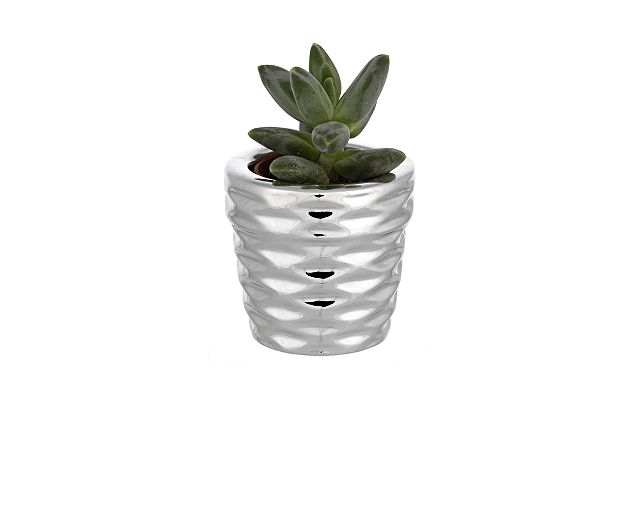 Vase with plant