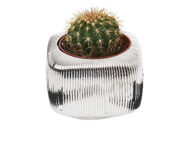 Vase with plant square