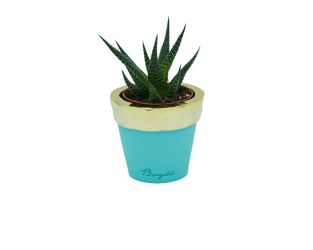Vase with plant blue and gold