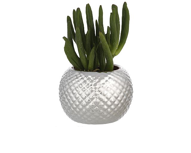 Vase with plant