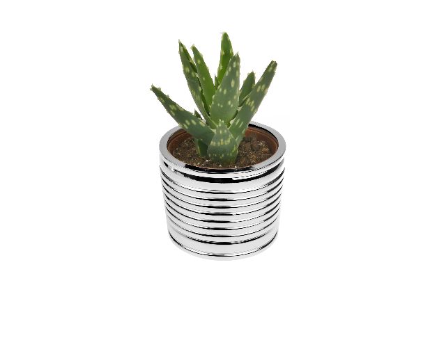 Jar barattolo with fat plant